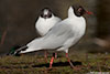 1cy Black-headed Gull in July. (85237 bytes)